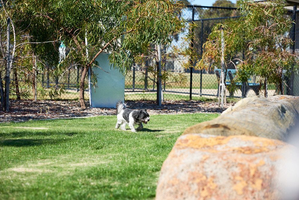 A Small Black and White Dog Runs Across a Grassy Park — Quarrell Civil Construction In Congupna, VIC