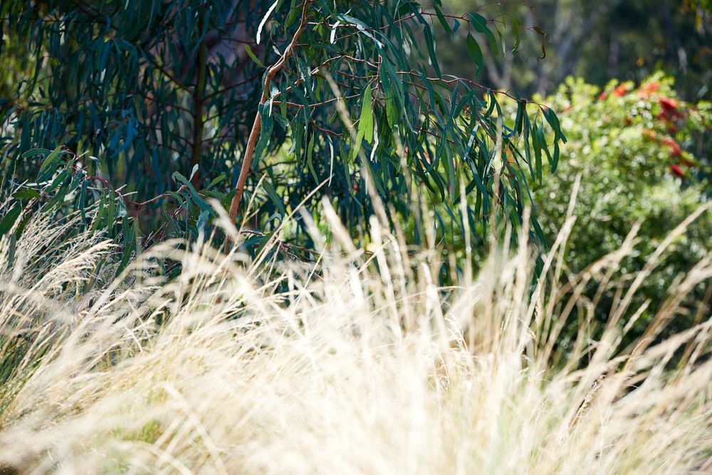 Soft, Golden Ornamental Grasses in the Foreground Contrast — Quarrell Civil Construction In Congupna, VIC