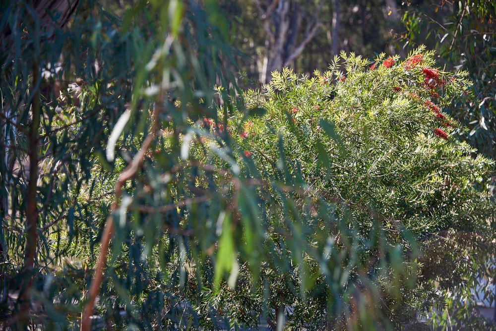A Lush, Sunlit Landscape Featuring Out-of-focus Eucalyptus Leaves — Quarrell Civil Construction In Congupna, VIC