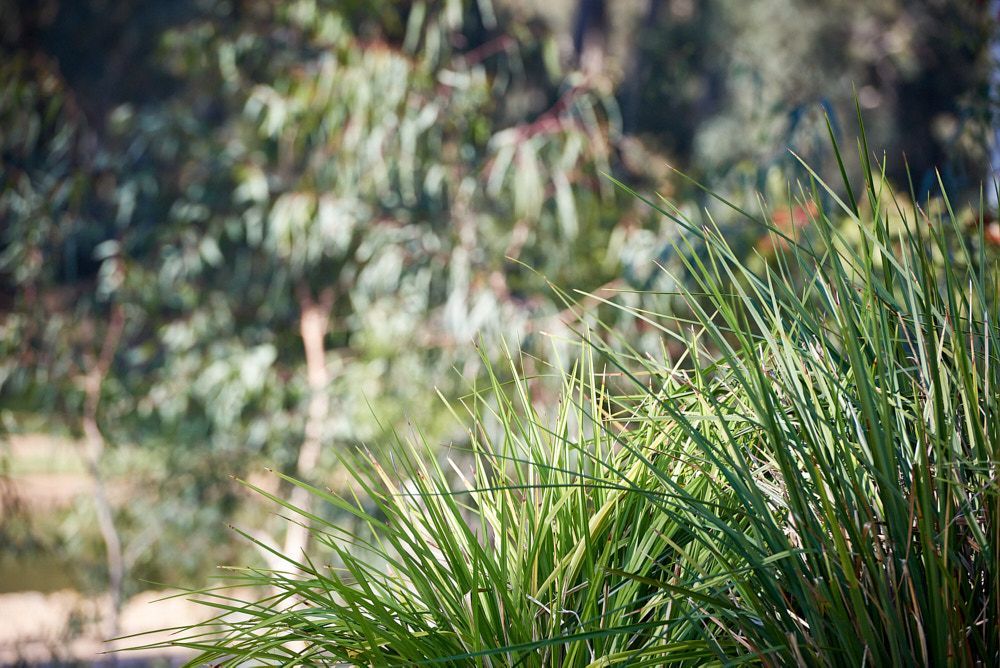 A Cluster of Vibrant Green, Long-bladed Grass in the Foreground — Quarrell Civil Construction In Congupna, VIC
