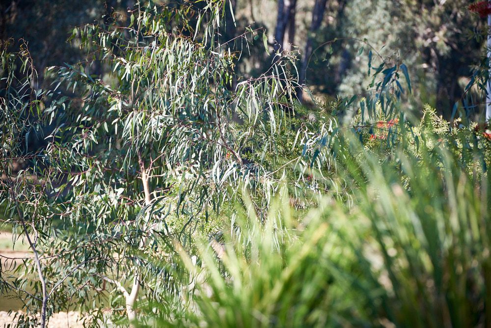 A Sunlit Outdoor Scene Featuring a Leafy Eucalyptus Tree — Quarrell Civil Construction In Congupna, VIC