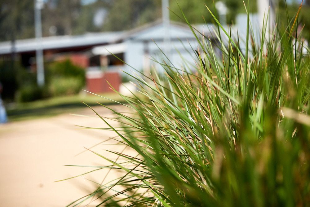 A Close-up of Vibrant Green Grass in the Foreground — Quarrell Civil Construction In Congupna, VIC