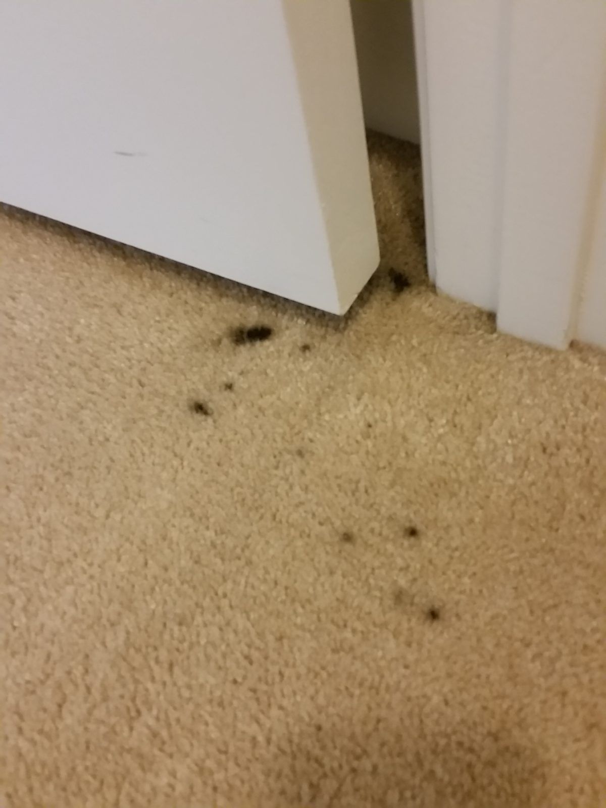 Light beige carpet at a doorway with dark spots and splatters before cleaning