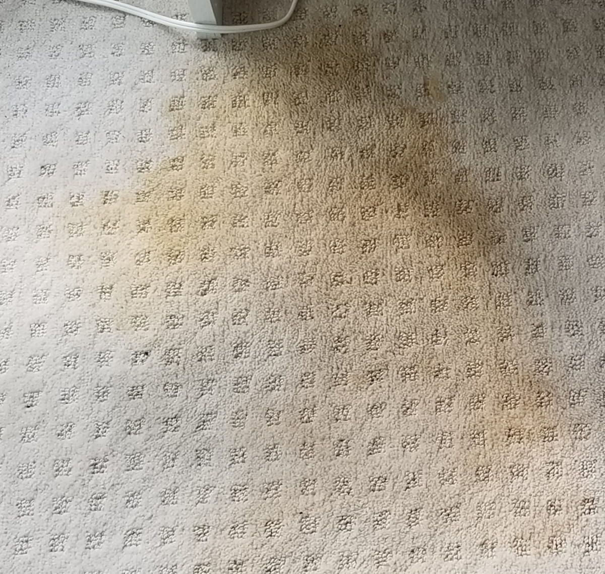 Beige textured carpet showing heavy brown soil accumulation and plant staining before professional hot water extraction cleaning in Greater Boston
