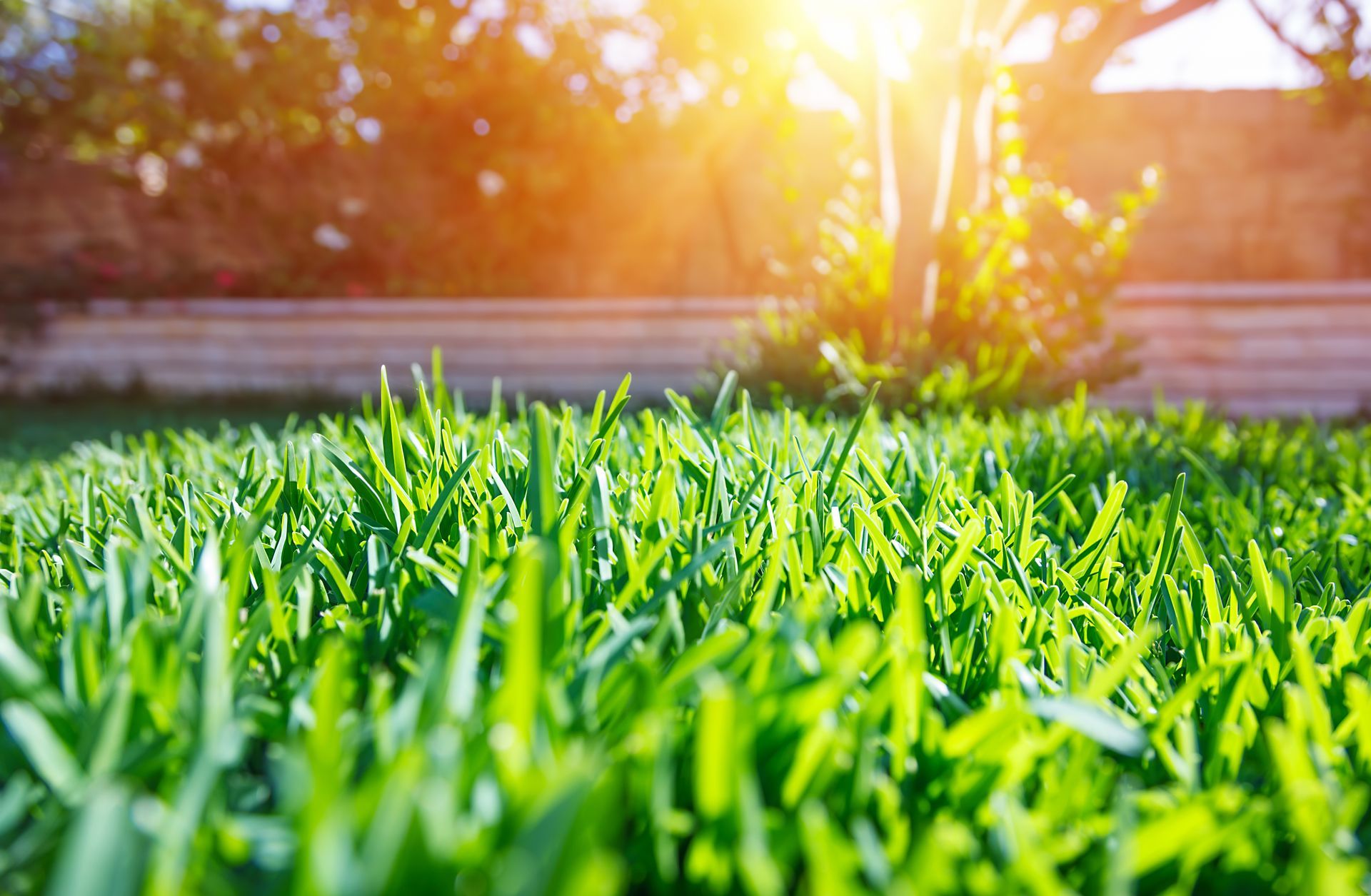 A close up of a lush green lawn with the sun shining through the trees.