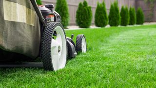 A lawn mower is cutting a lush green lawn.