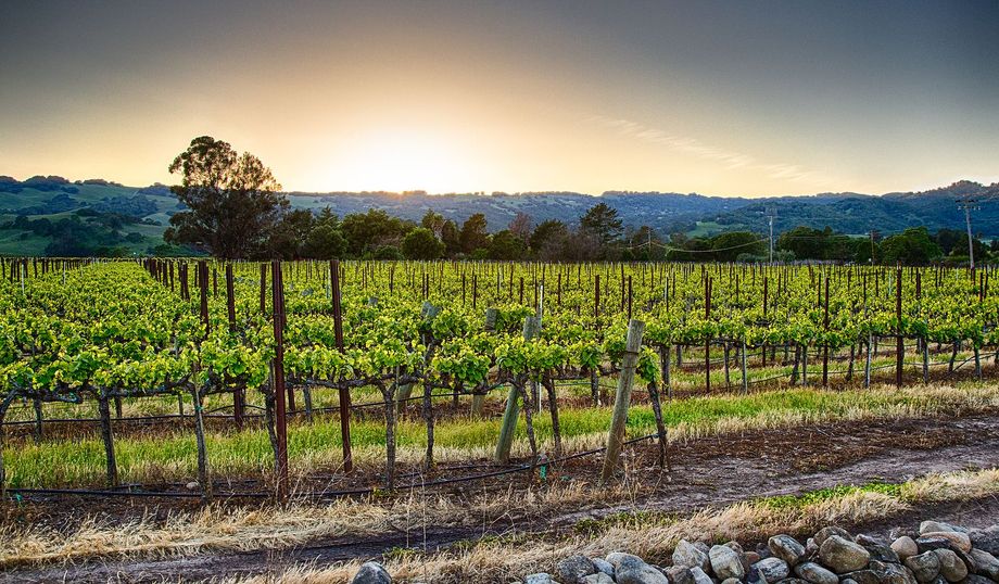 A vineyard with a sunset in the background and a stone wall in the foreground.