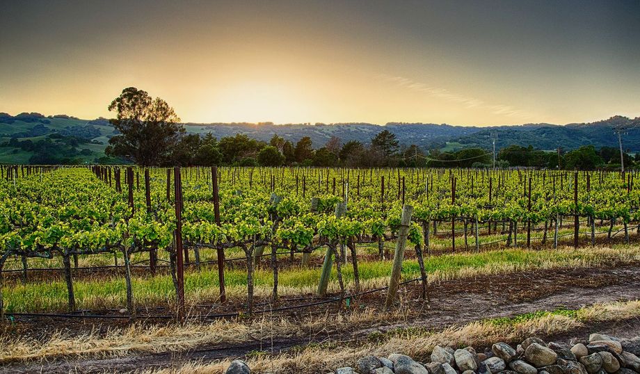 A vineyard with a sunset in the background and a stone wall in the foreground.