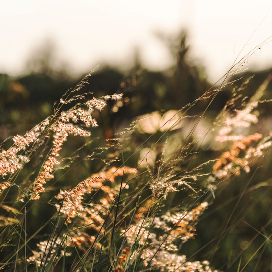 Backlit wild grasses swaying in a sunlit field at golden hour