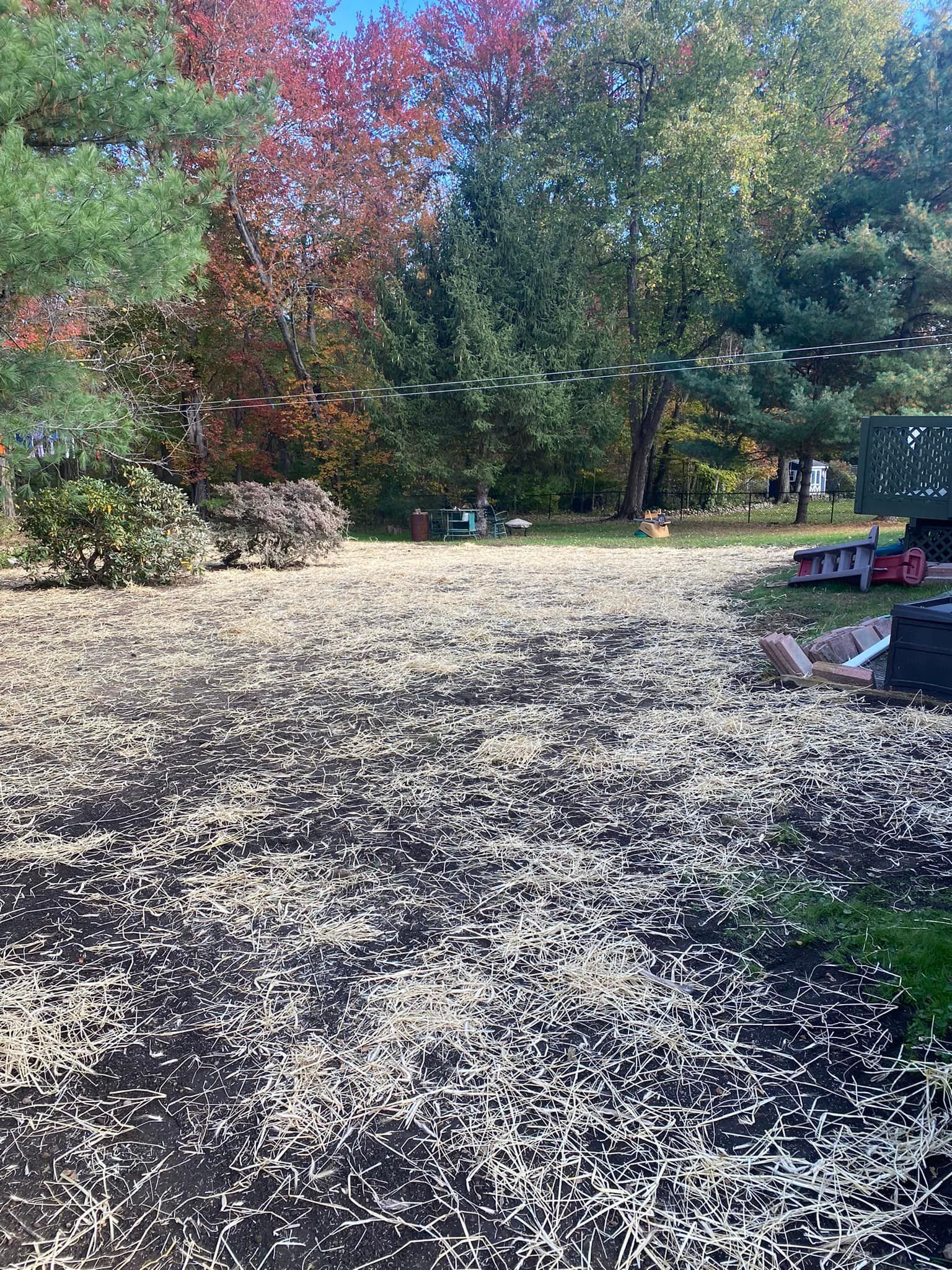 Backyard covered in small white objects, with fall foliage visible in the background.