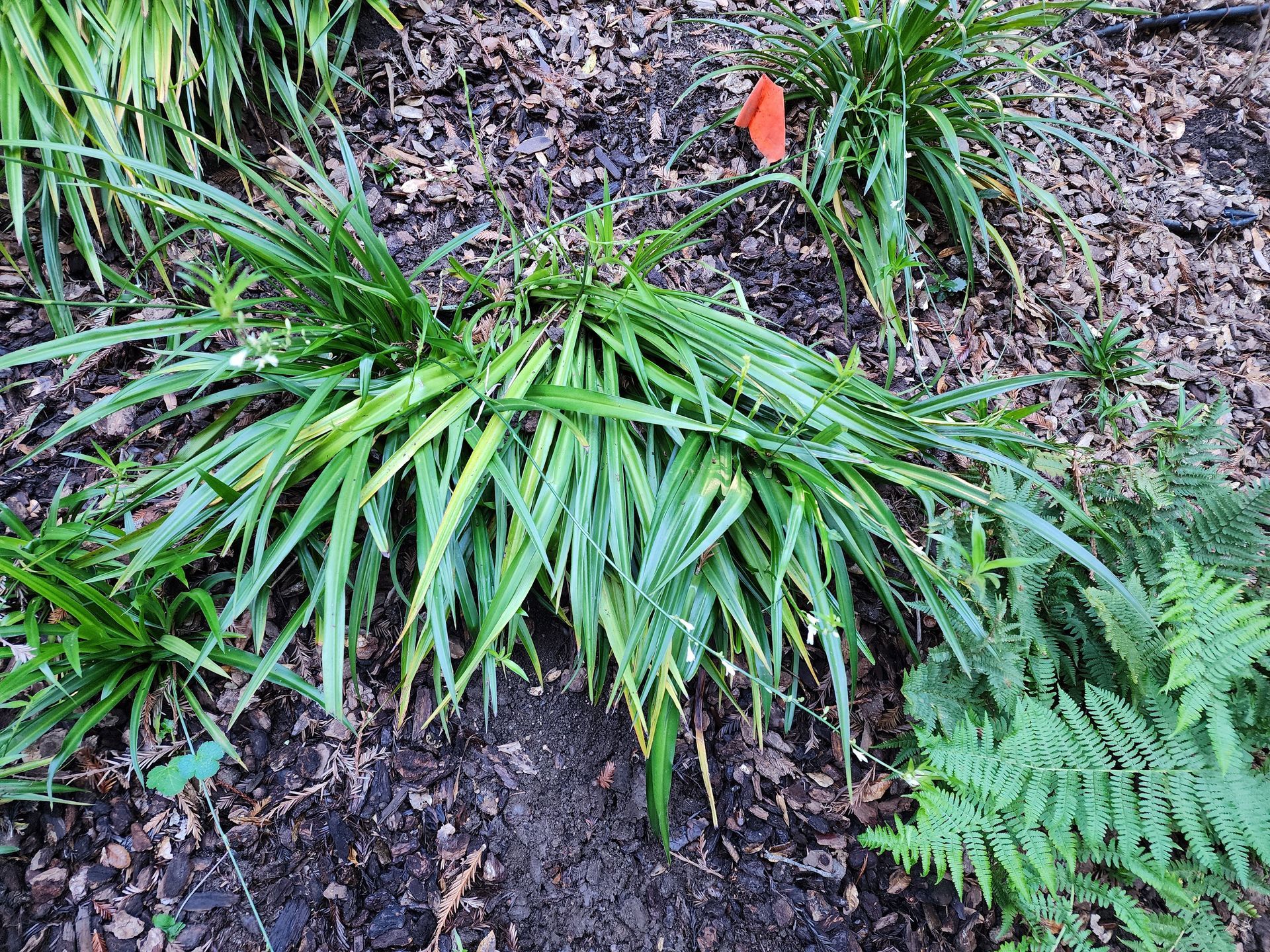Green ornamental grasses and a fern growing in a mulched garden bed, with a small orange marker nearby