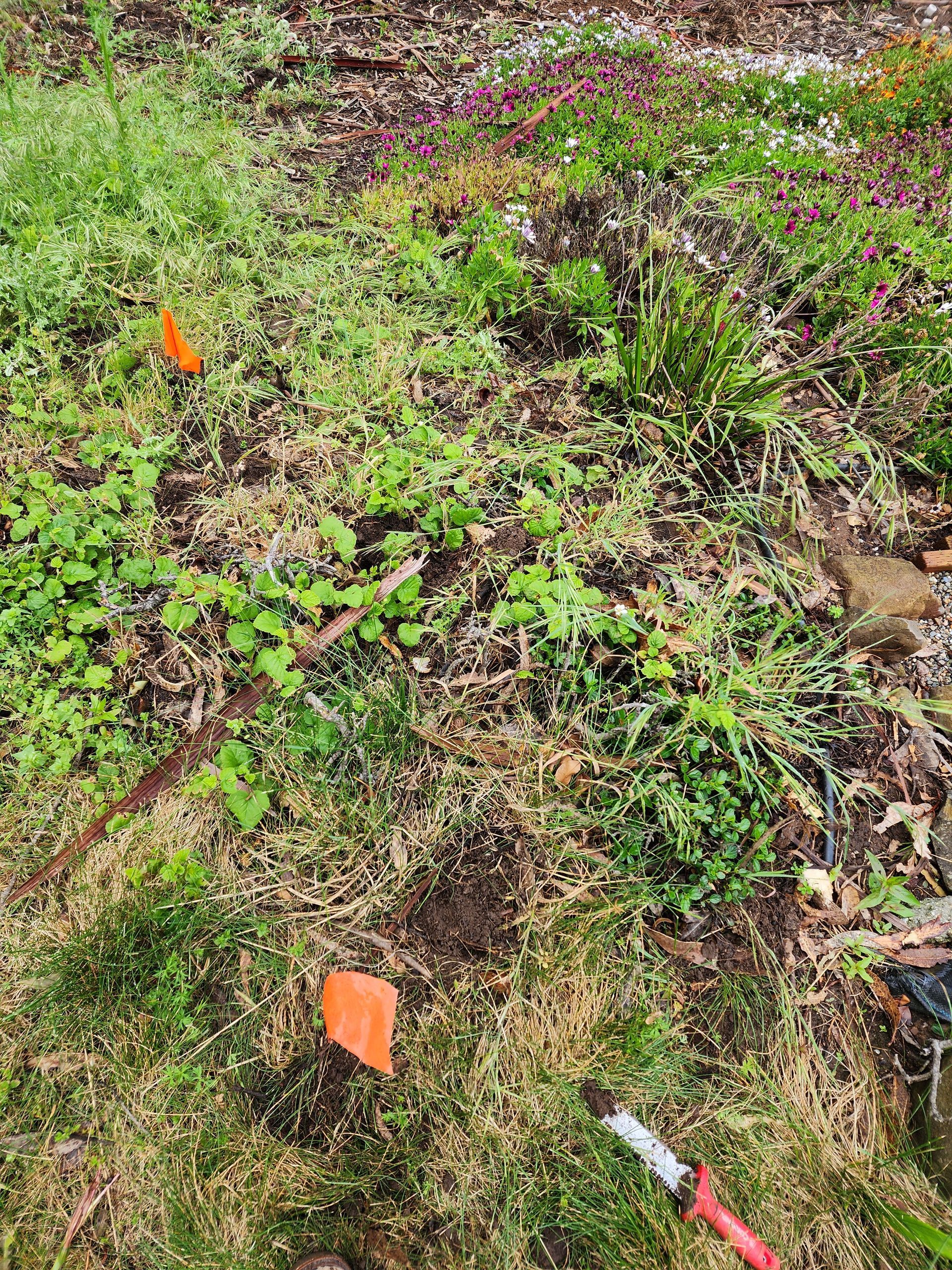 Grassy hillside with orange survey flags and a red-handled garden tool lying on the ground.