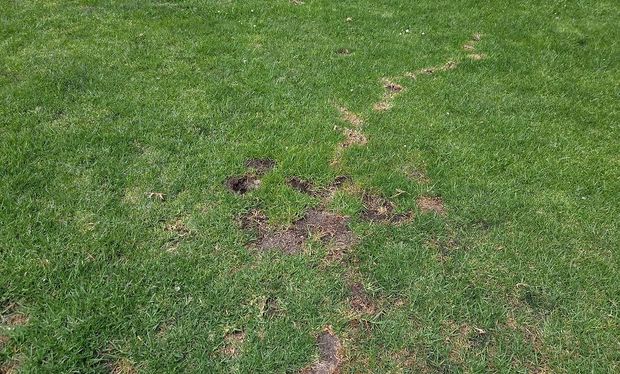 Patchy green grass with a small muddy, bare area in the center