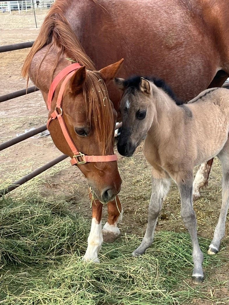 Horse Care Products