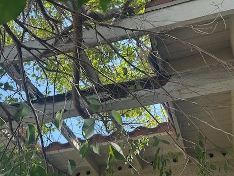 Snake resting on a white pergola covered with tree branches and leaves; blue sky visible.