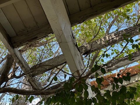 Overgrown pergola with white, weathered beams, blue sky peeking through leaves.