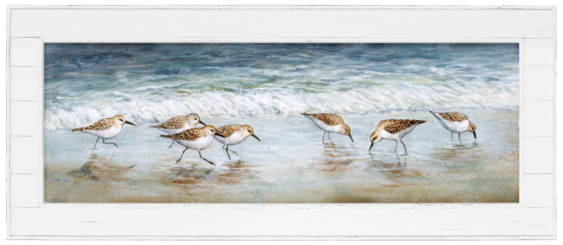 Sandpipers on a beach, walking in shallow water. Ocean waves in the background. White frame.
