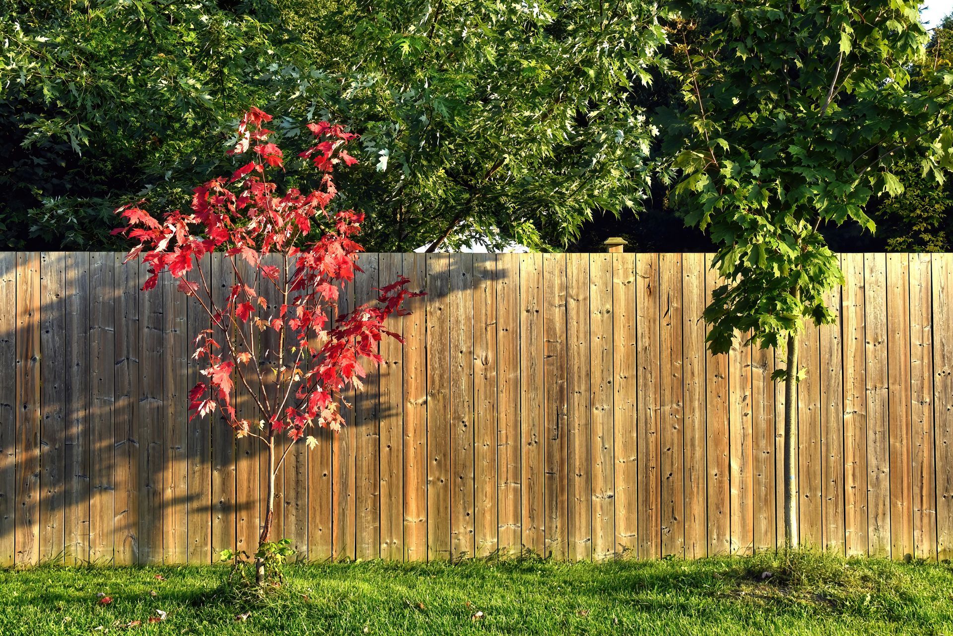 Wooden backyard fence with a red-leaved tree and green grass in front