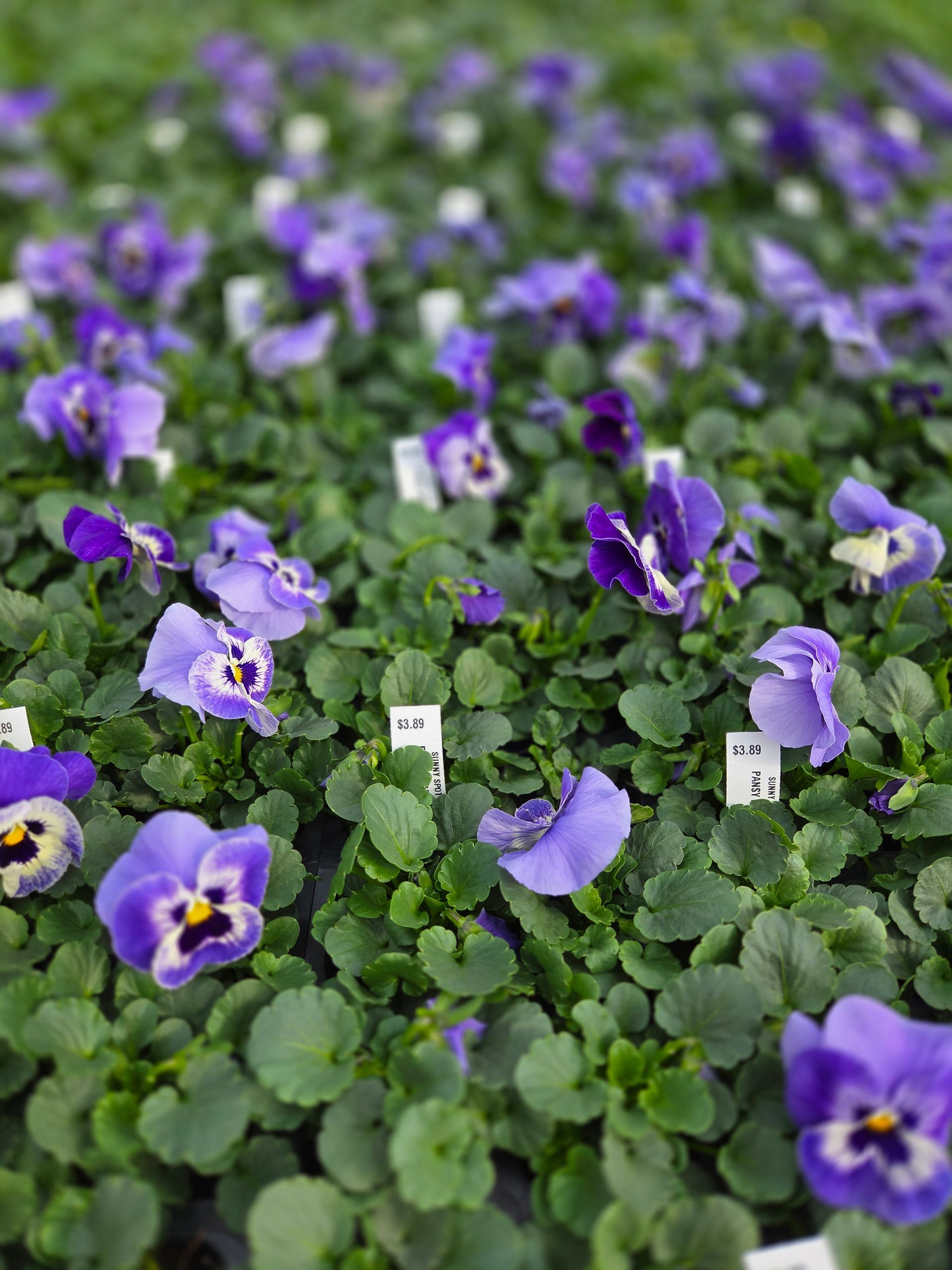Pots in Store — Ronks, PA — Sunny Spot Nursery