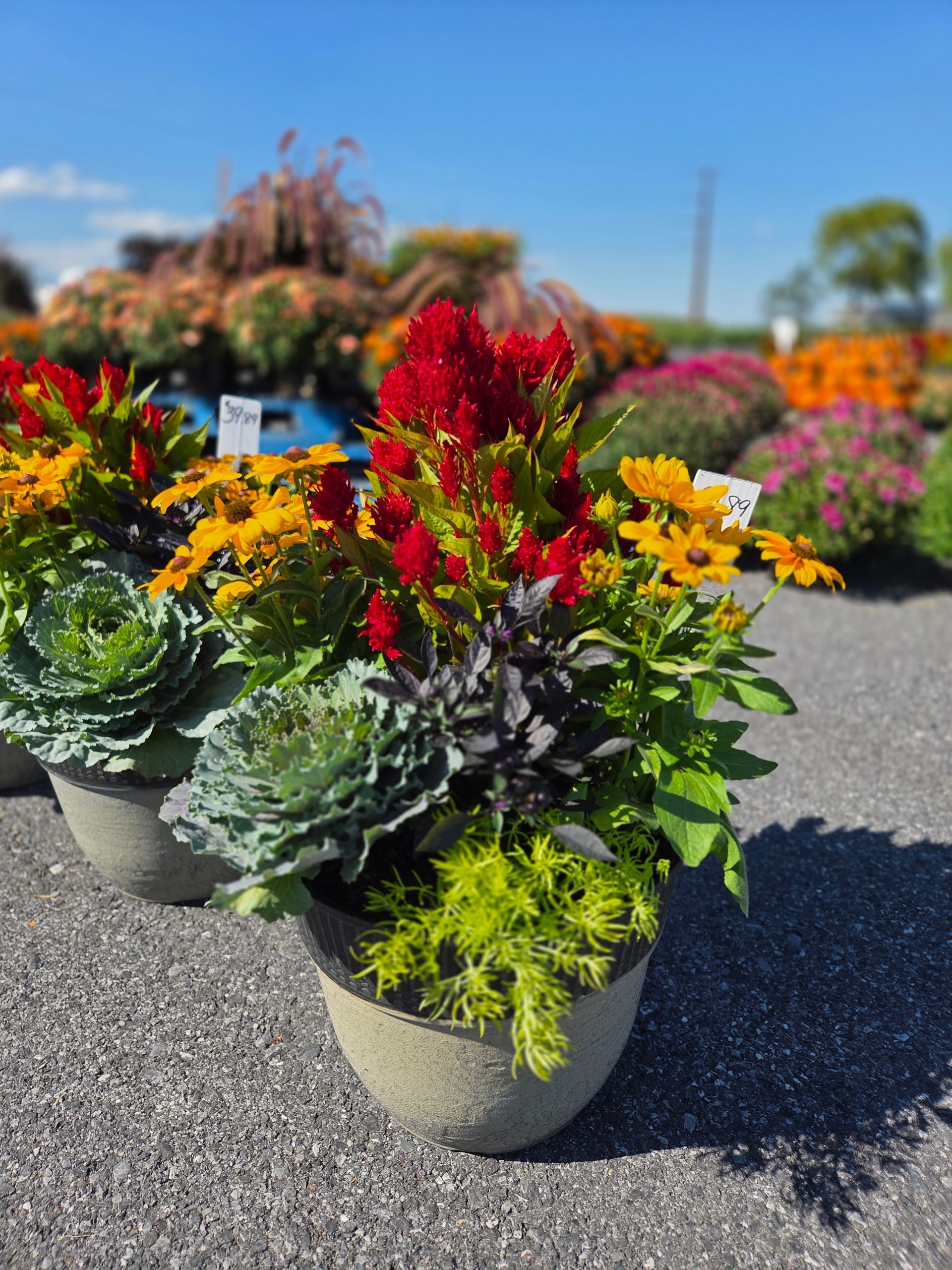 Different Flowers — Ronks, PA — Sunny Spot Nursery