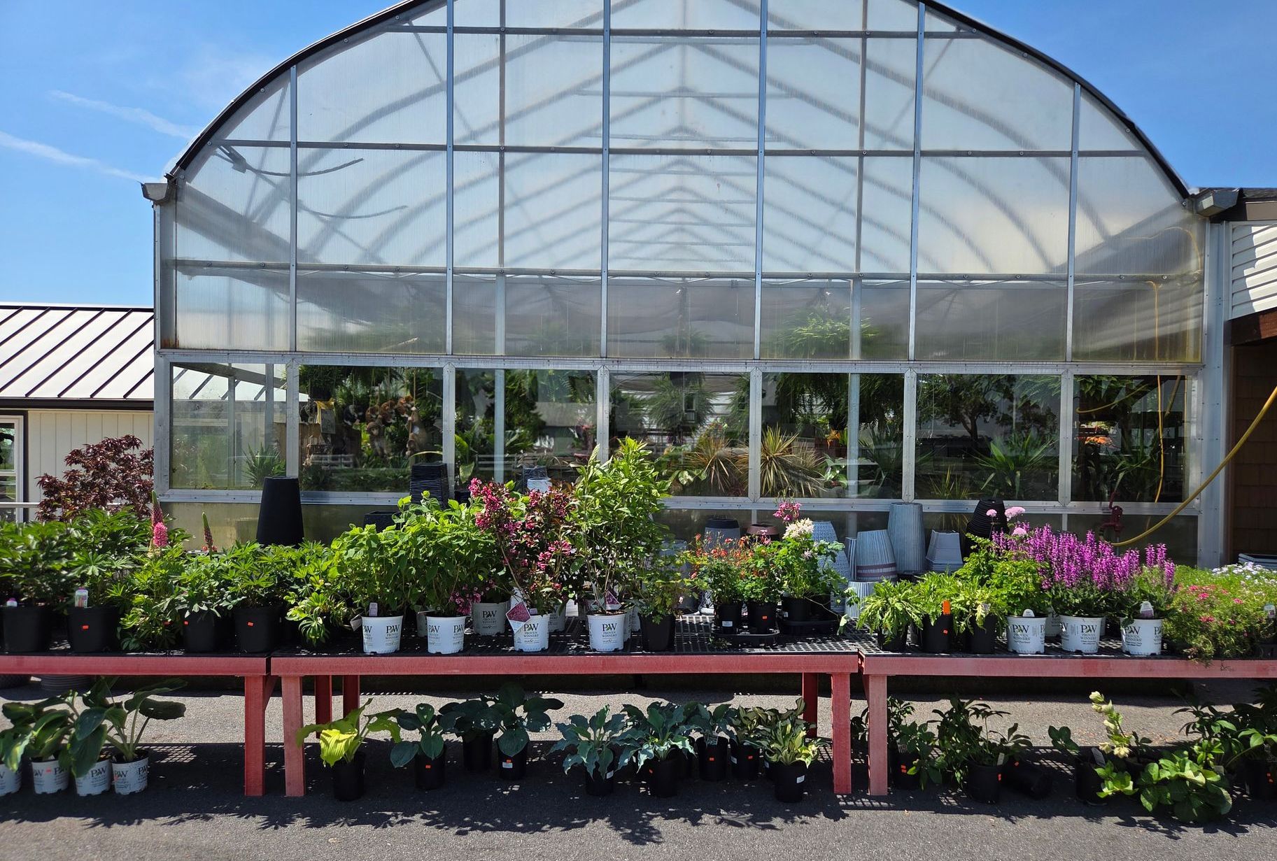 Elegant Perennial Flowers — Ronks, PA — Sunny Spot Nursery
