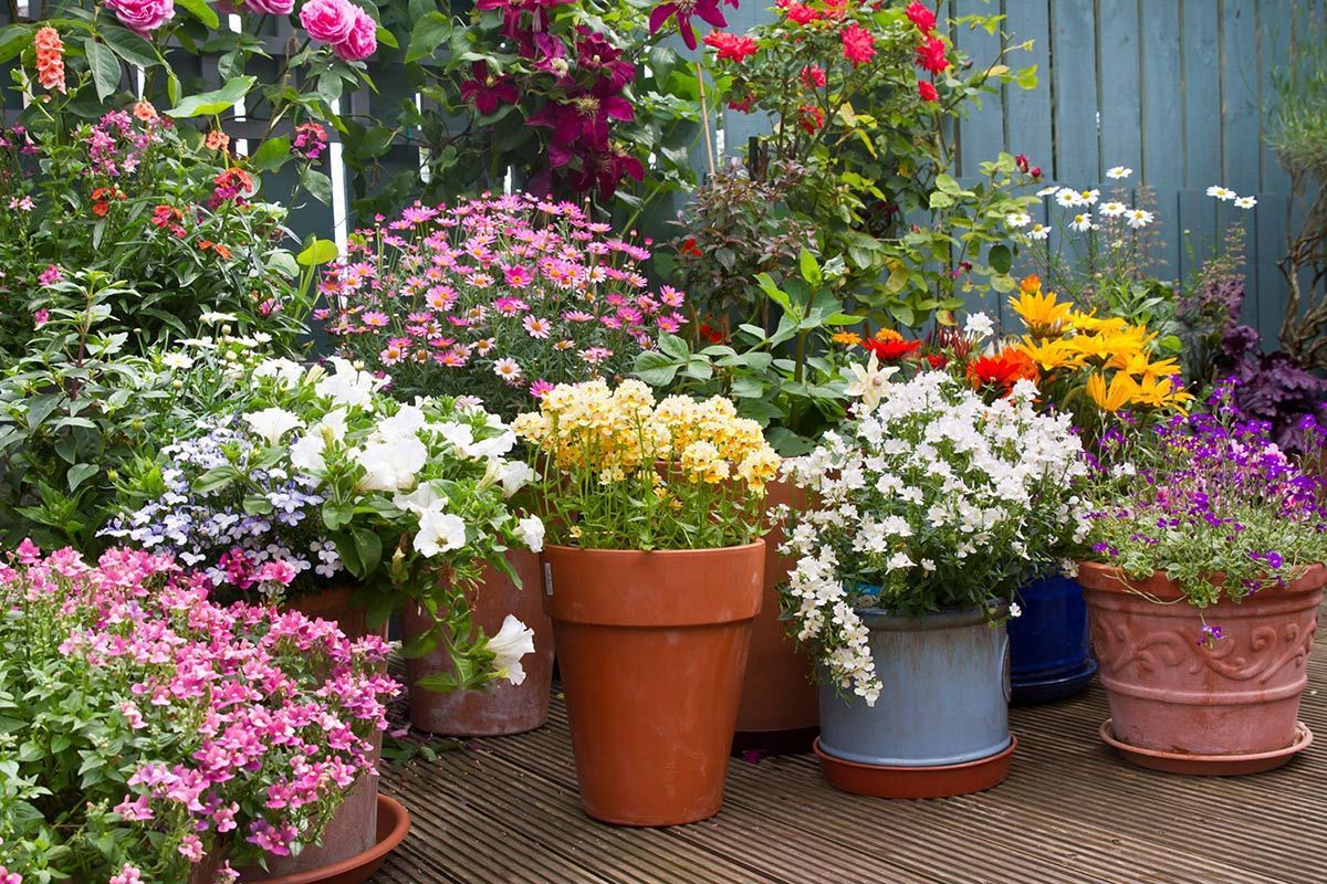 Different Flowers — Ronks, PA — Sunny Spot Nursery