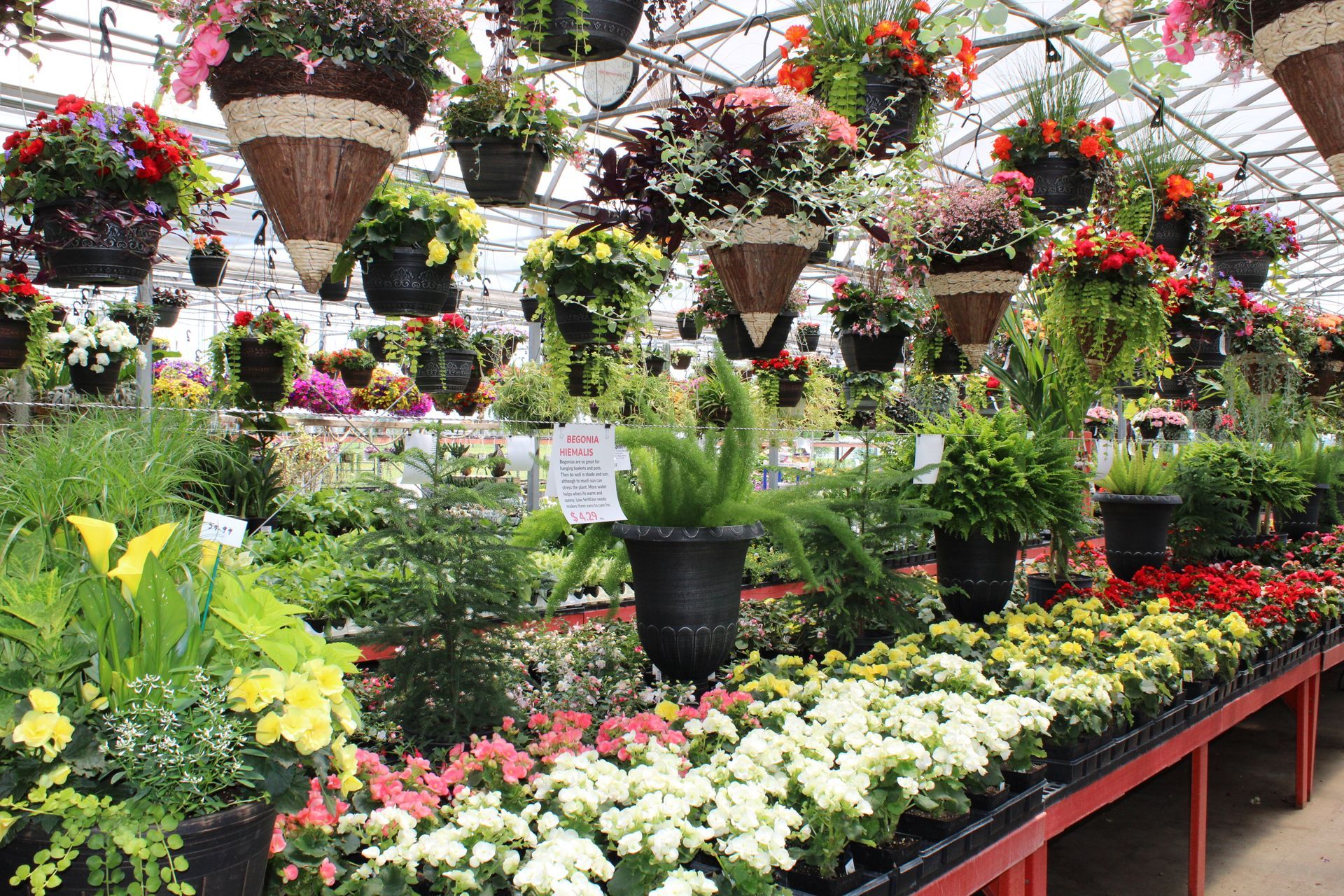 Mother's Day Flowers in a greenhouse