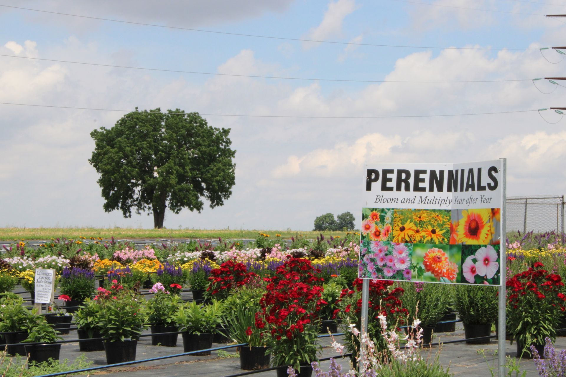 Perennial Flowers — Ronks, PA — Sunny Spot Nursery
