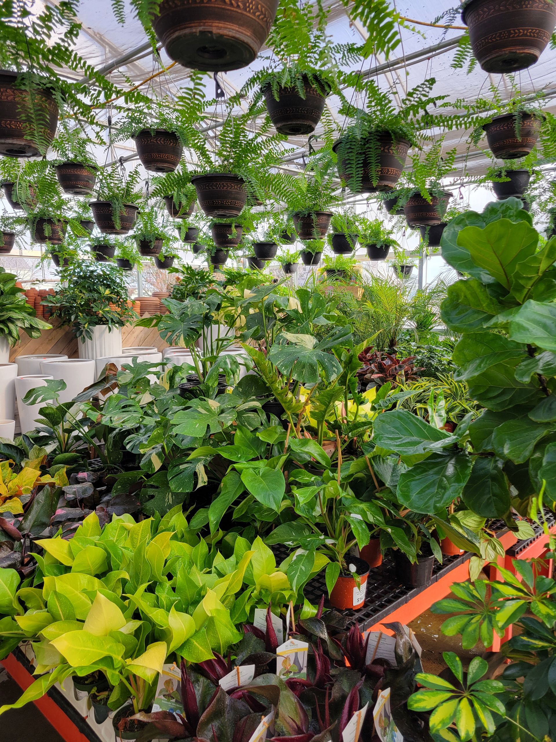 Unique House Plants — Ronks, PA — Sunny Spot Nursery