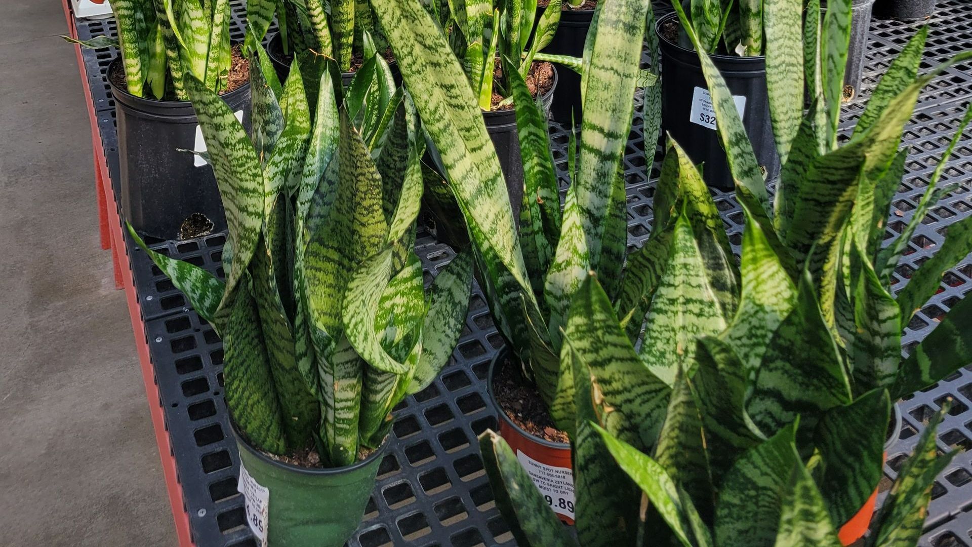 Snake Plants — Ronks, PA — Sunny Spot Nursery