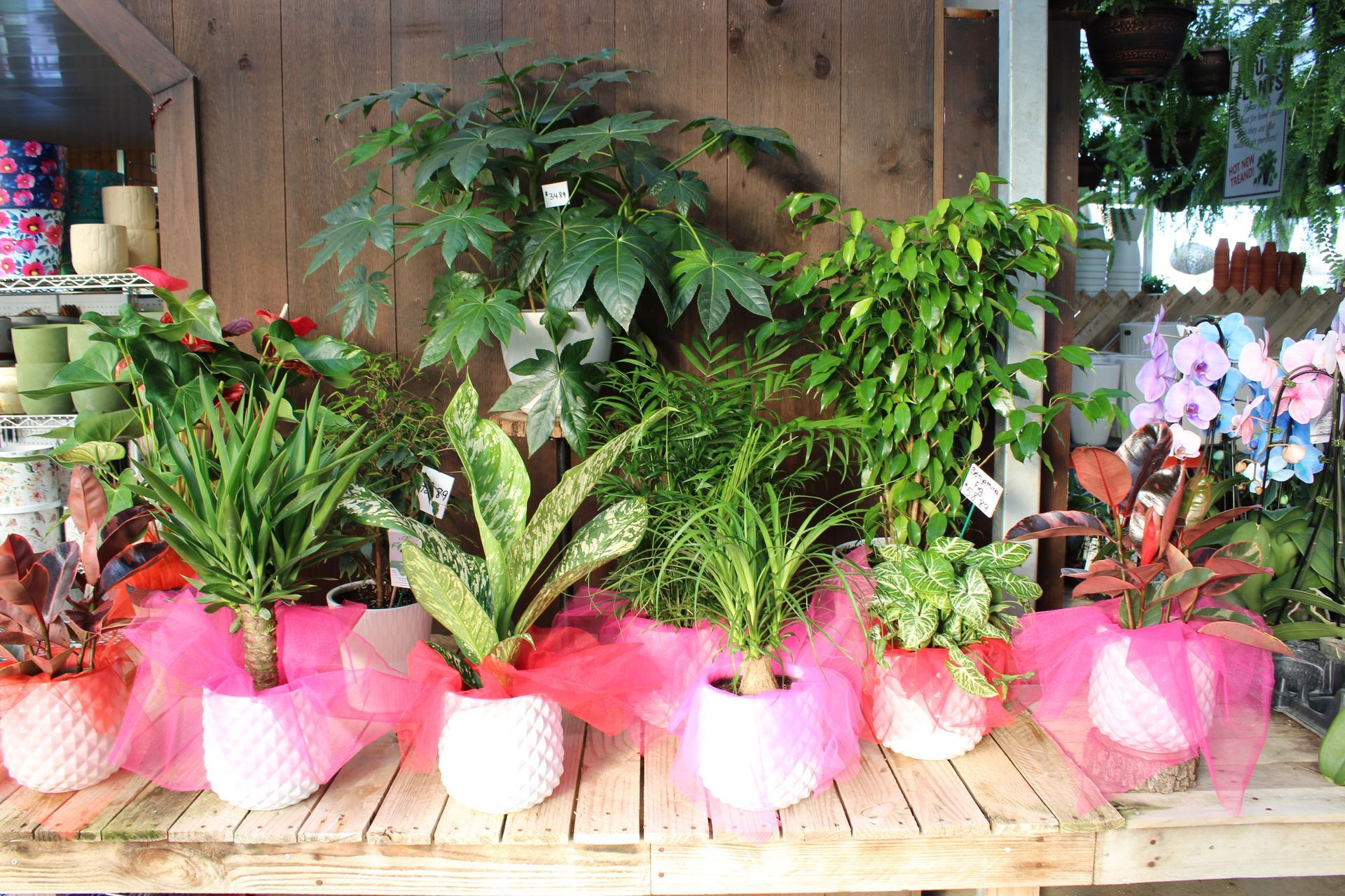 Rare House Plants in Store — Ronks, PA — Sunny Spot Nursery