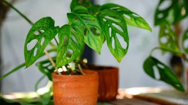 Monstera Plants — Ronks, PA — Sunny Spot Nursery