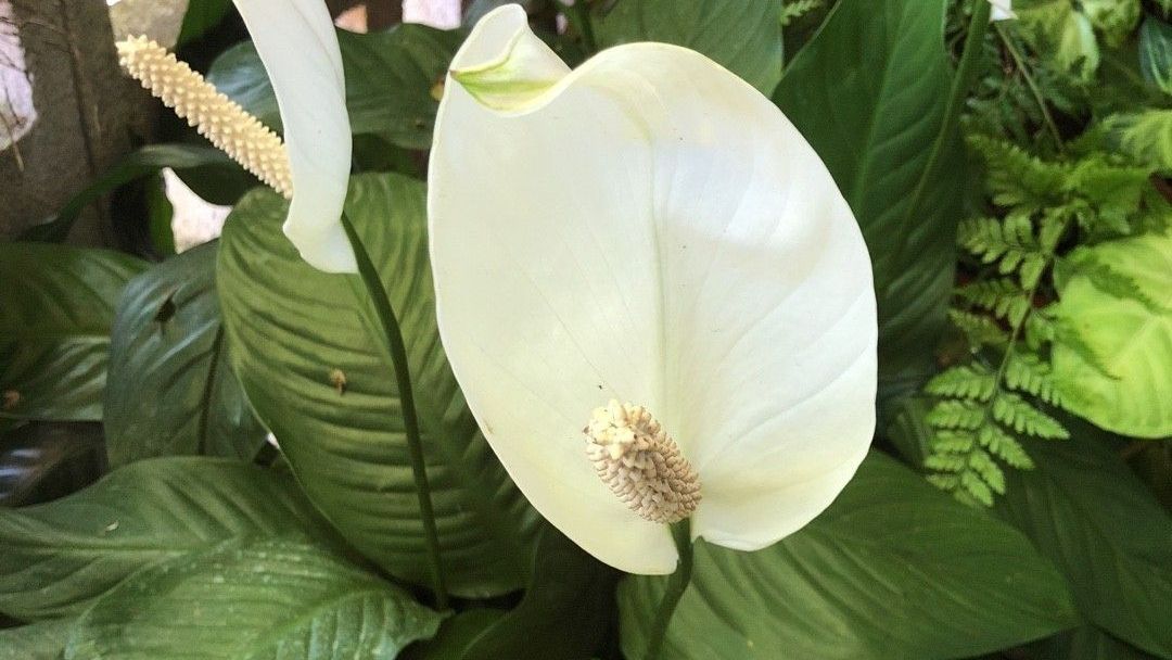 Peace Lily — Ronks, PA — Sunny Spot Nursery