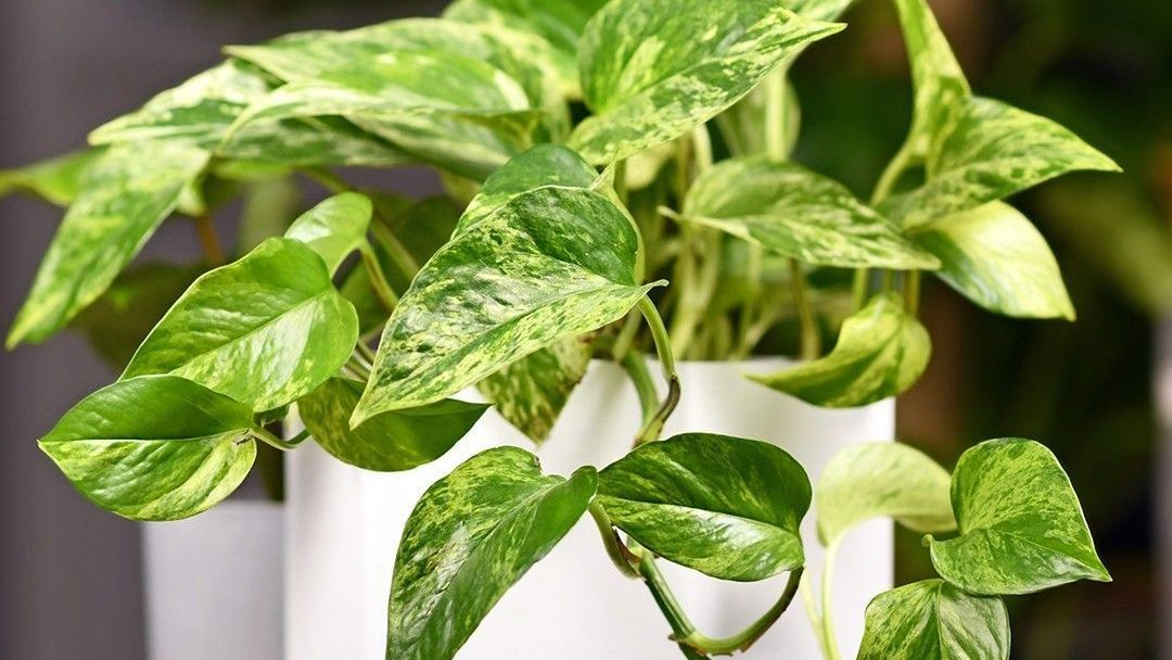Pothos Plants — Ronks, PA — Sunny Spot Nursery