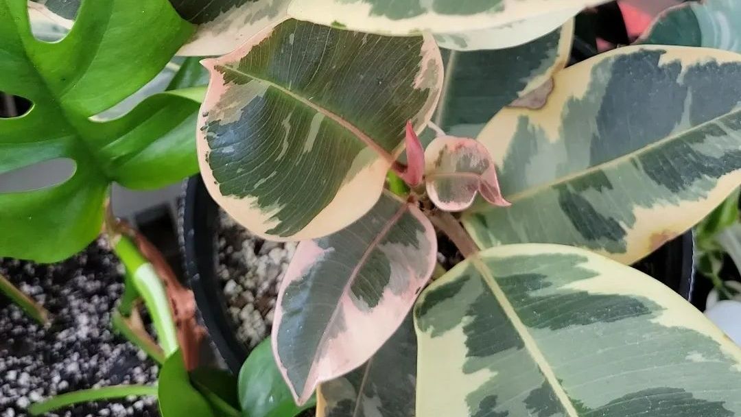 Ficus Plant — Ronks, PA — Sunny Spot Nursery