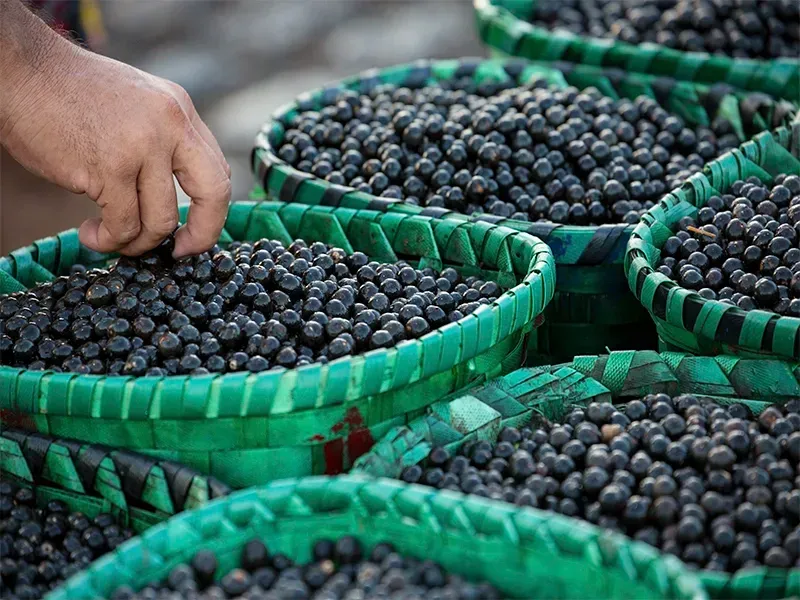 Uma mão separa bagas de açaí frescas empilhadas em várias cestas verdes trançadas.