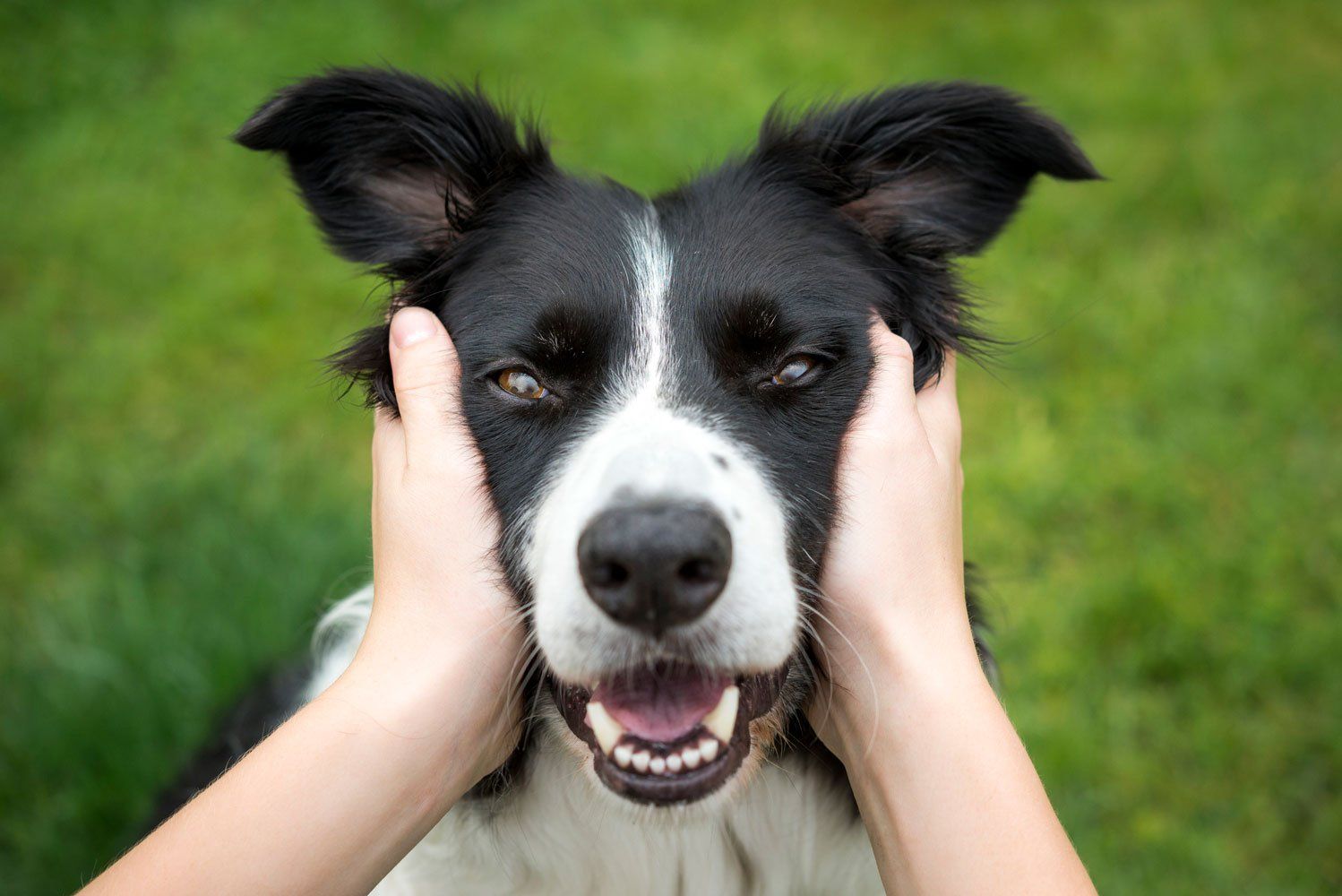 Dog — Eugene, OR — Happy Tails Pet Sitting & More