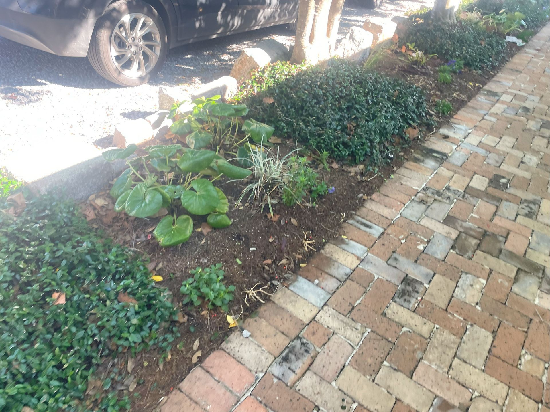 Brick-paved walkway beside a low shrub bed and parked car in bright sunlight