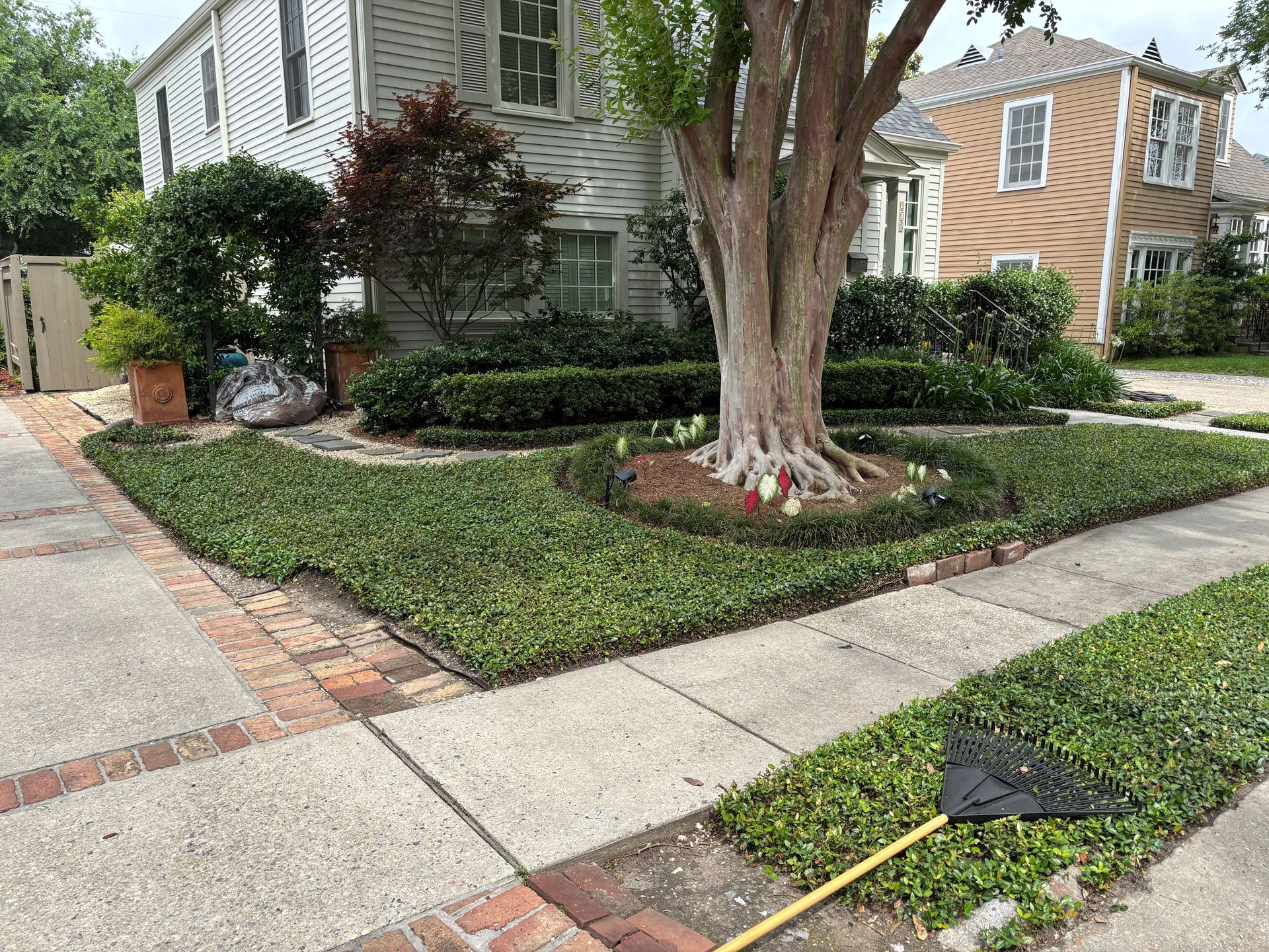 Front yard with a large tree, trimmed bushes, and a sidewalk beside a house; a black snow shovel lies on the grass.