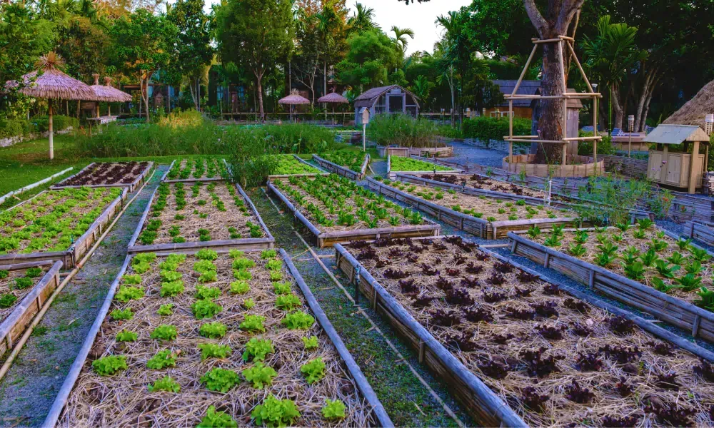 A garden filled with lots of plants and a tree in the background.