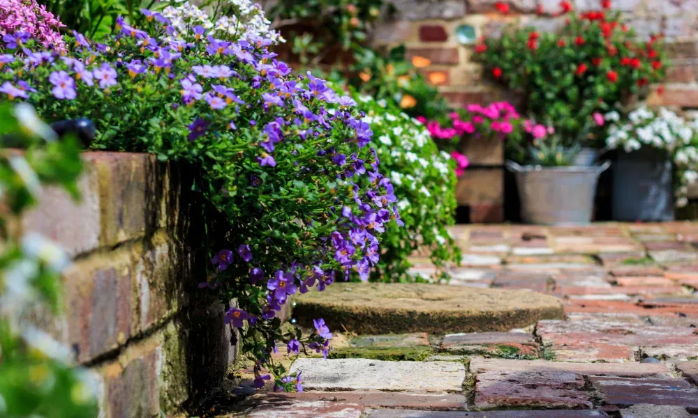 There are many different types of flowers in the garden.