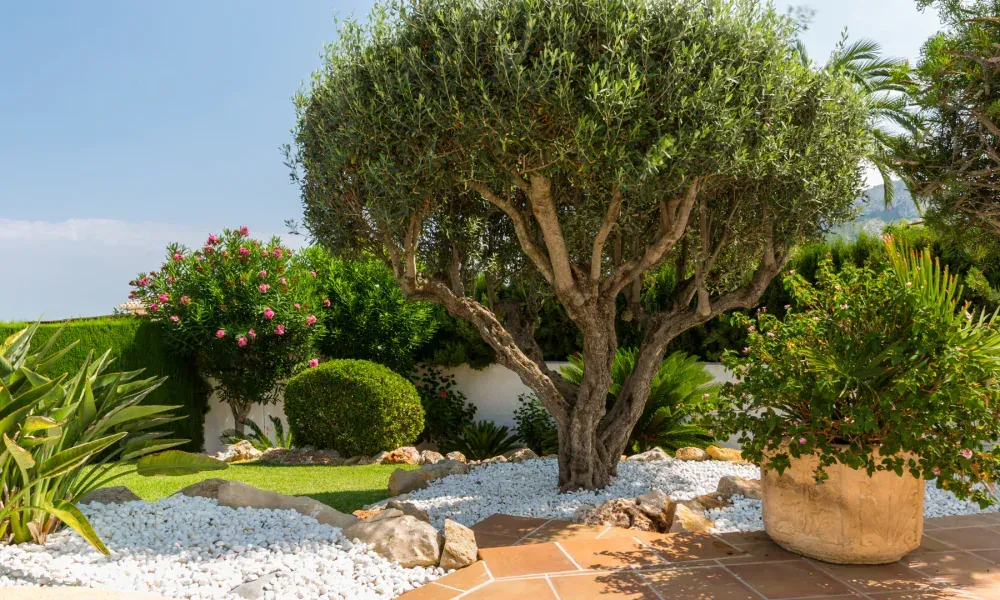 There is a large tree in the middle of the garden.