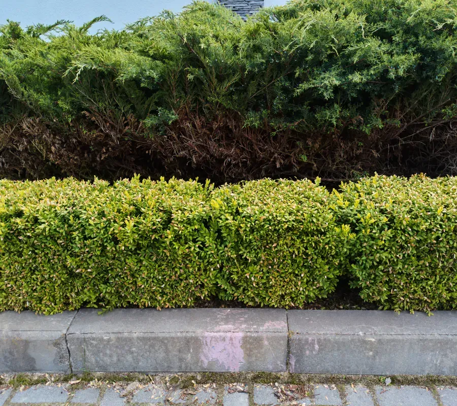 A row of bushes along the side of a road