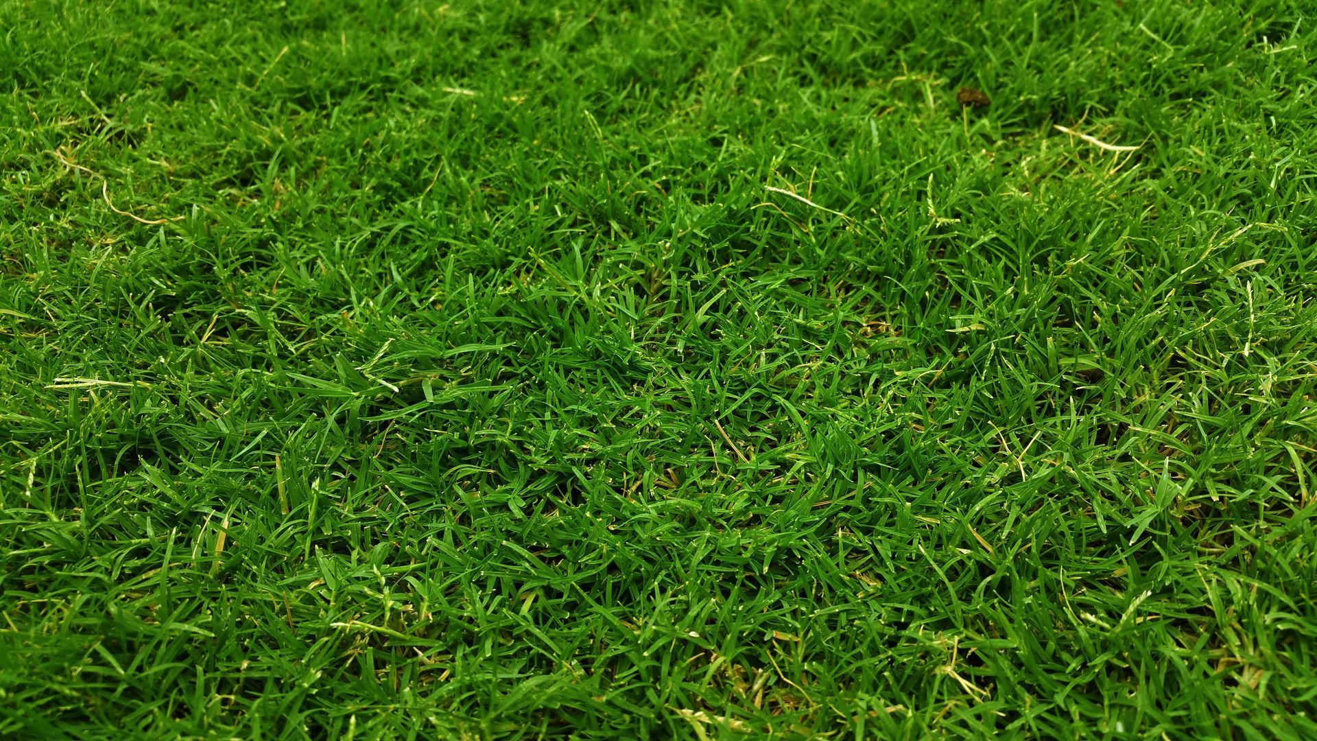 Close-up of lush green grass covering the ground