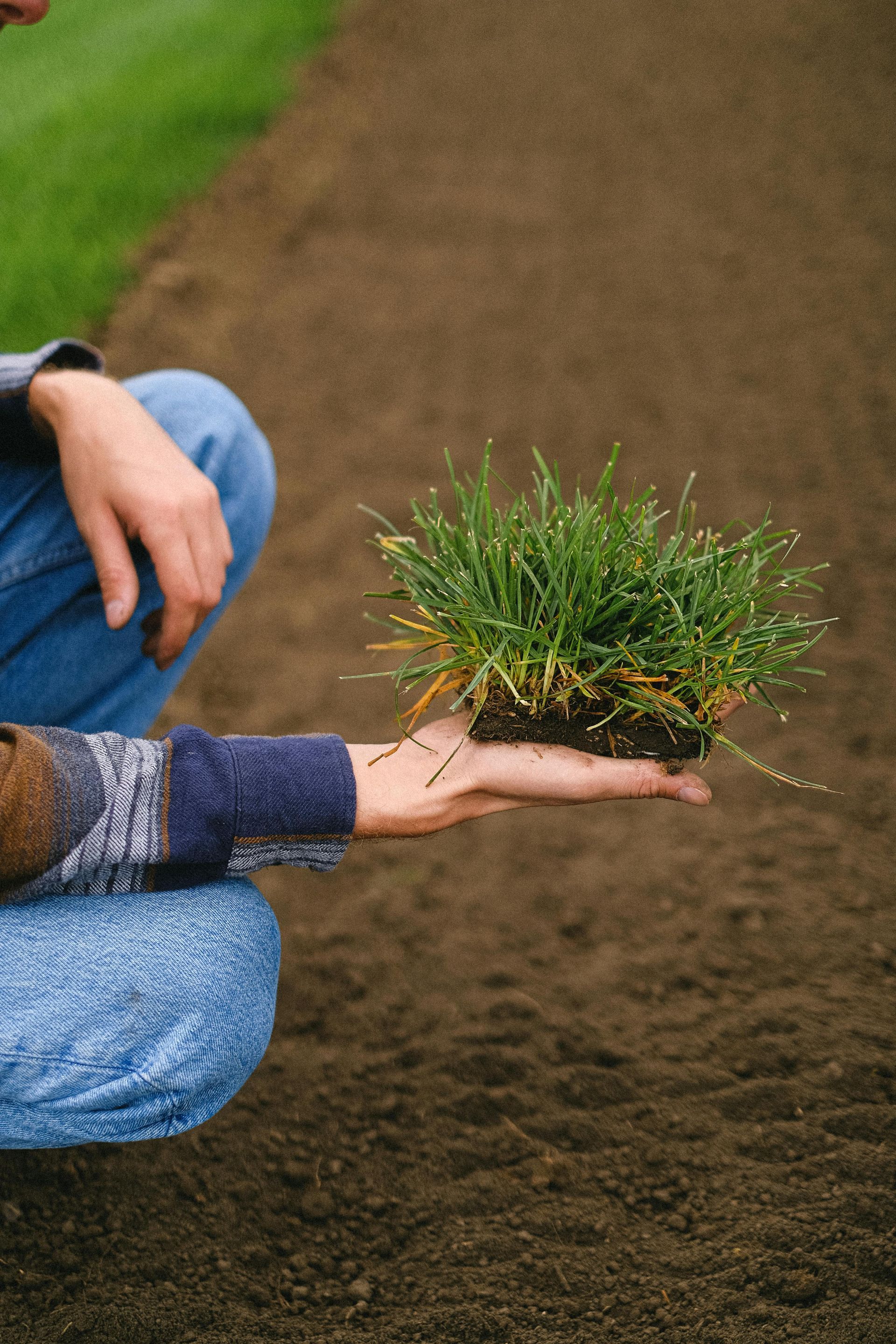 Person kneeling on a dirt path holds a small green plant in their hand.