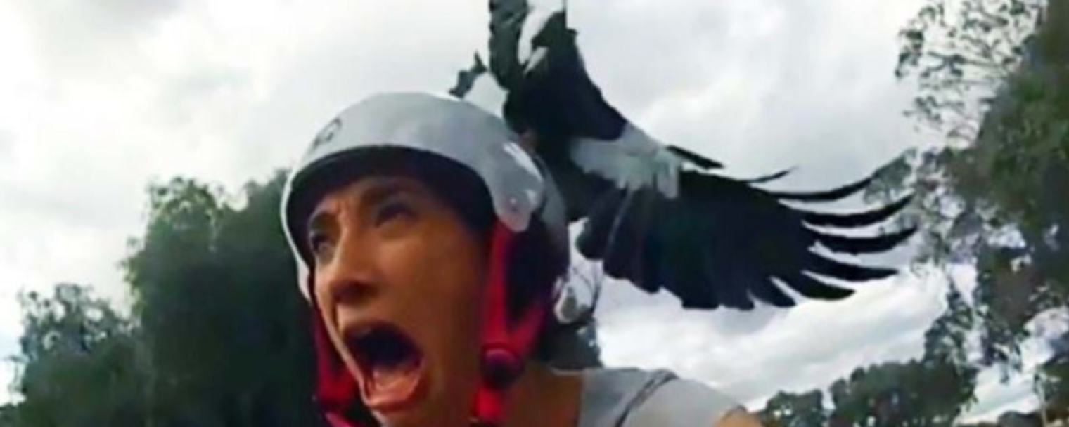 Image courtesy of Bicycle Network/Australia:  Cyclist attacked by swooping Magpie in Australia