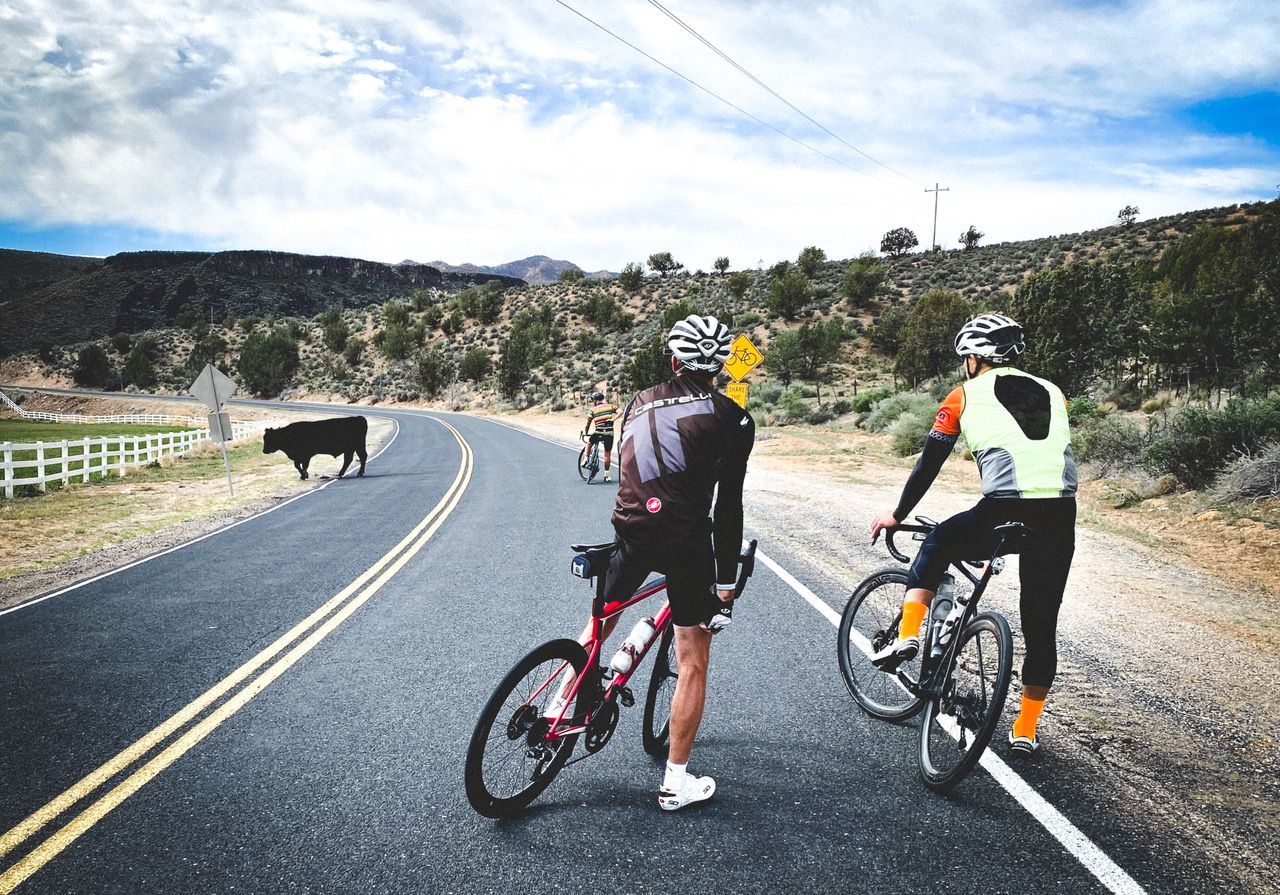 road cyclists on a rural road encounter free range cattle in their path and stop for safety