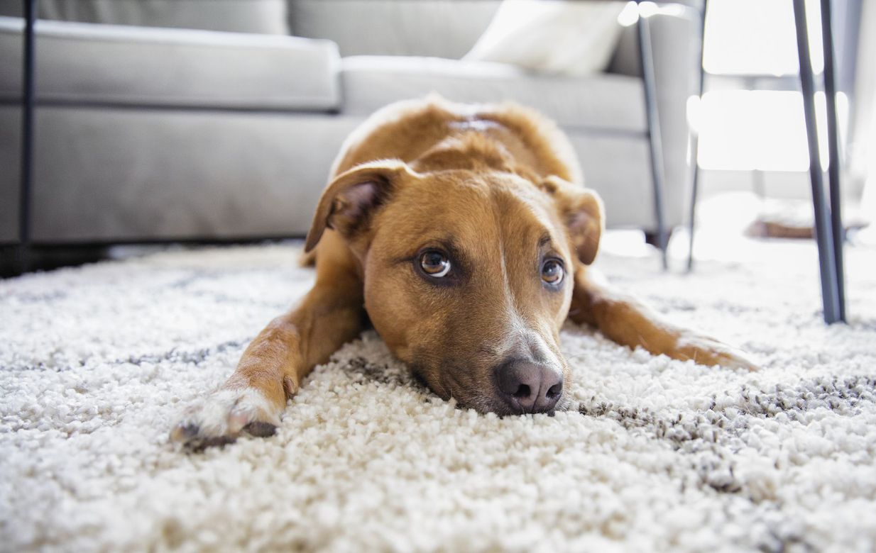 A brown dog is laying on a white carpet in a living room.