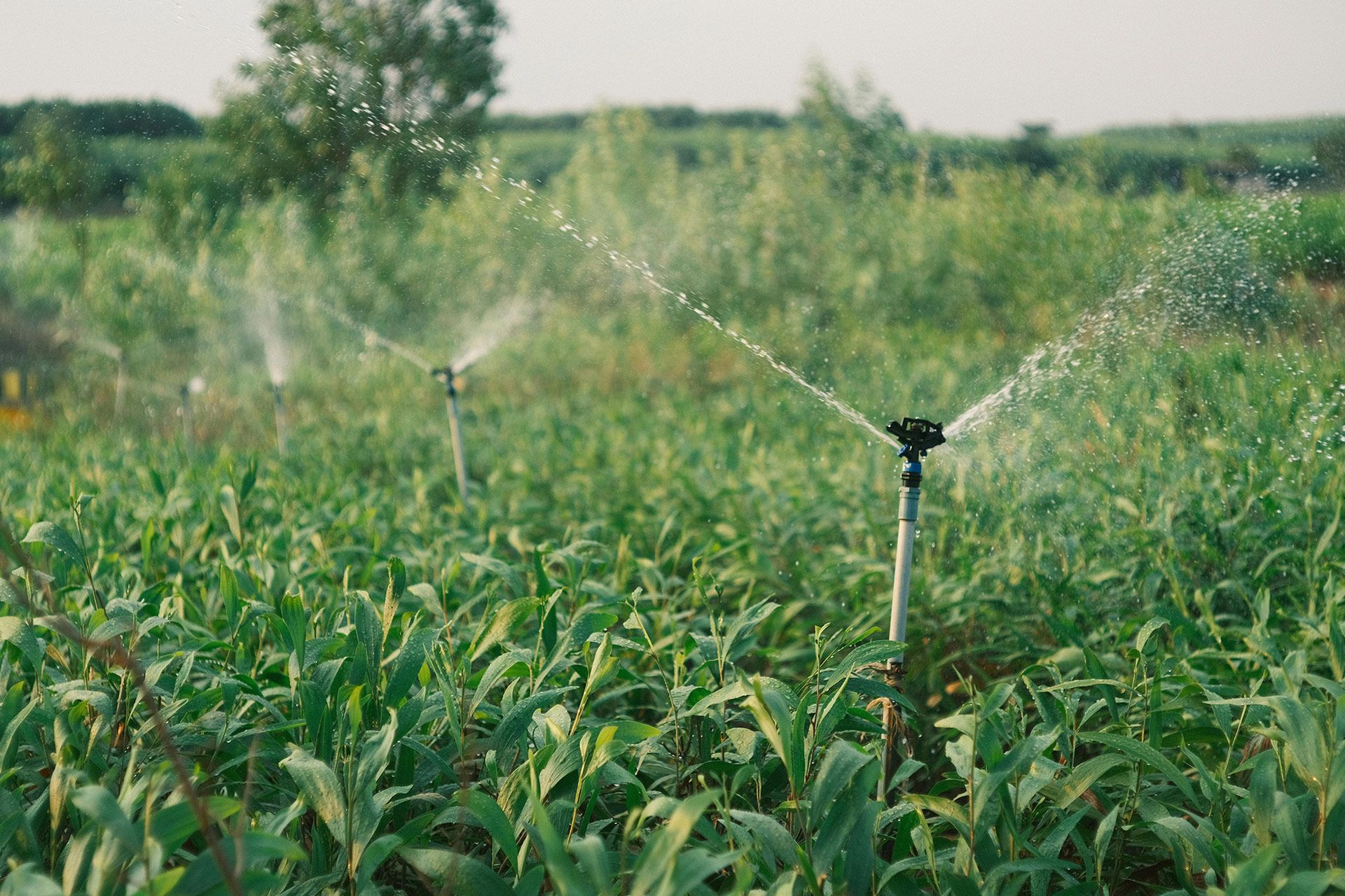Sprinklers watering a green field of crops on a sunny day.