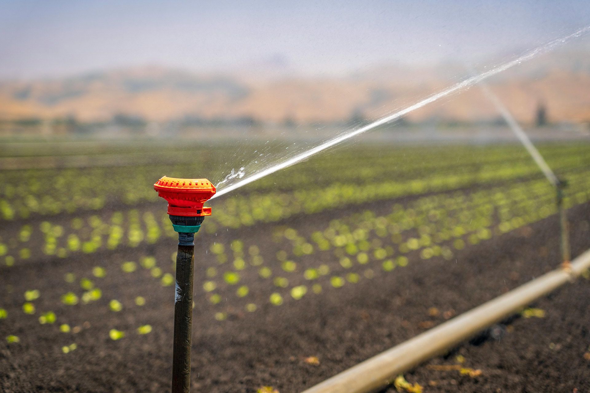 Irrigation sprinklers watering a field of crops; brown soil, green plants, and distant hills.